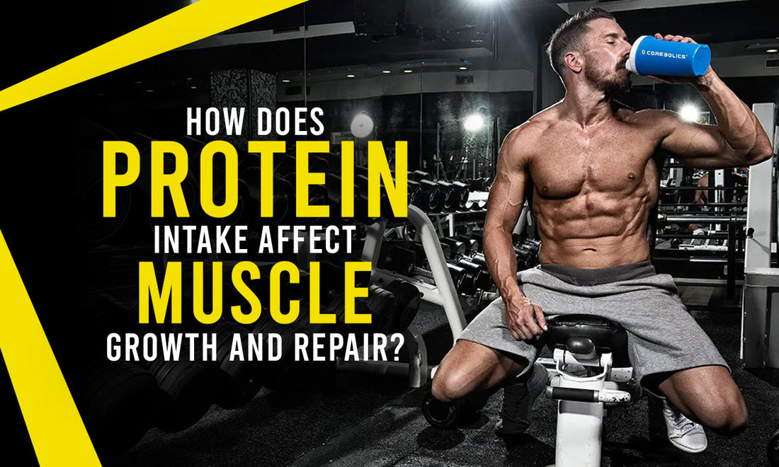 How Does Protein Intake Affect Muscle Growth and Repair?